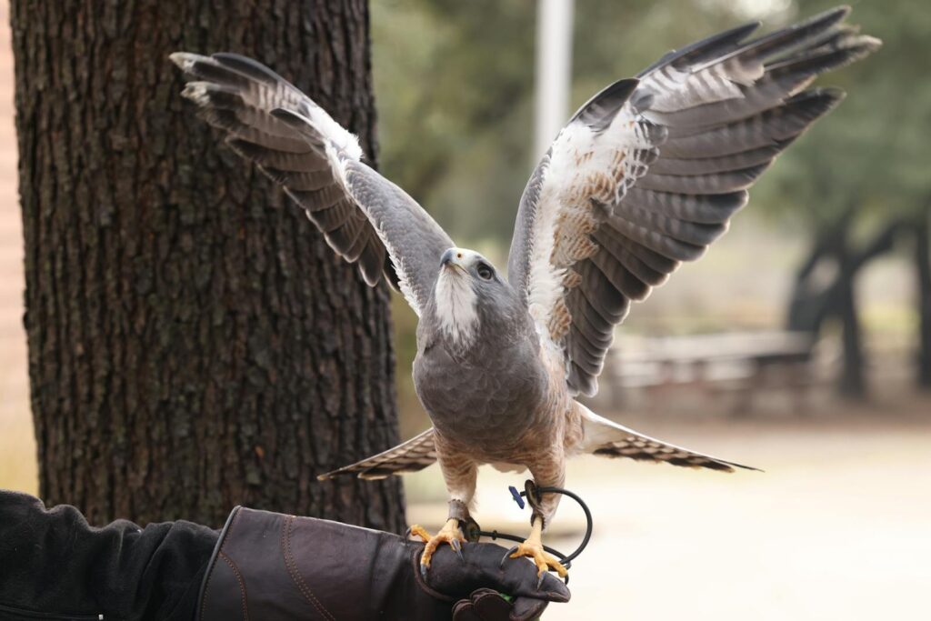 American kestrel with wings spread sitting on a glove during falconry demonstration.