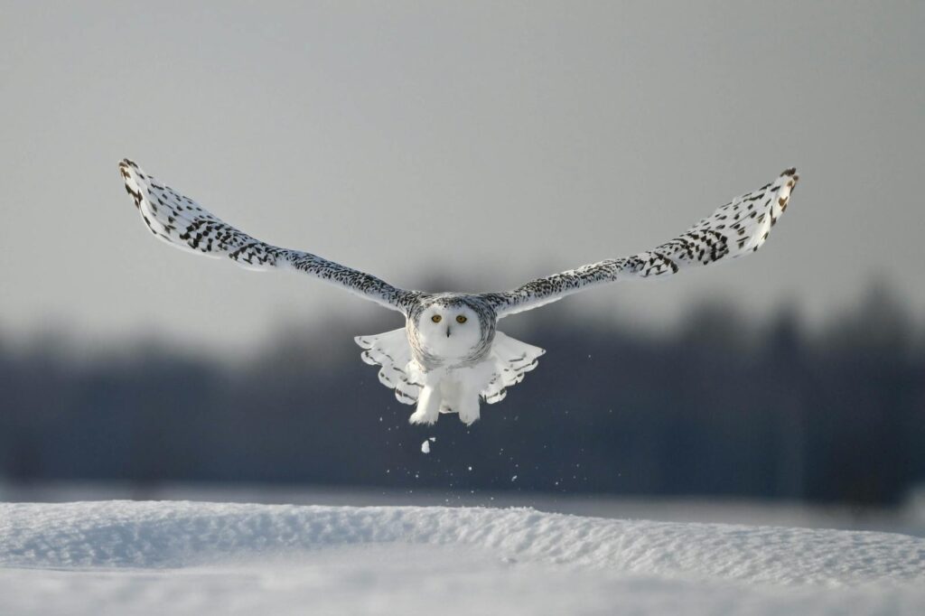 A Snowy Owl flies over a snowy field.