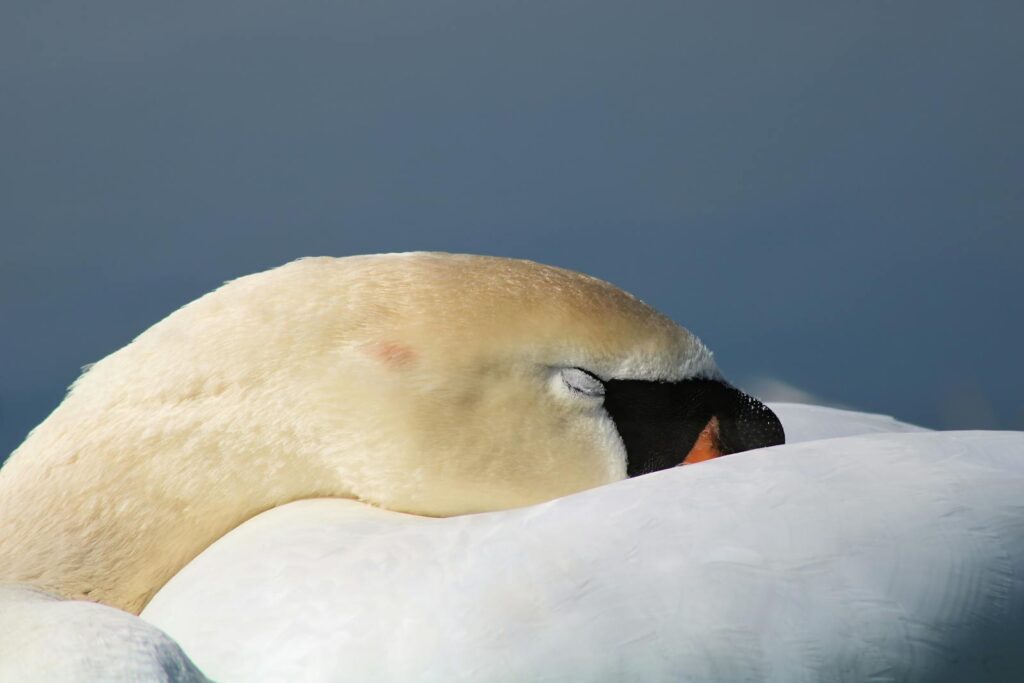 Close-up of a swan sleeping peacefully with its head resting, showcasing serene wildlife beauty.