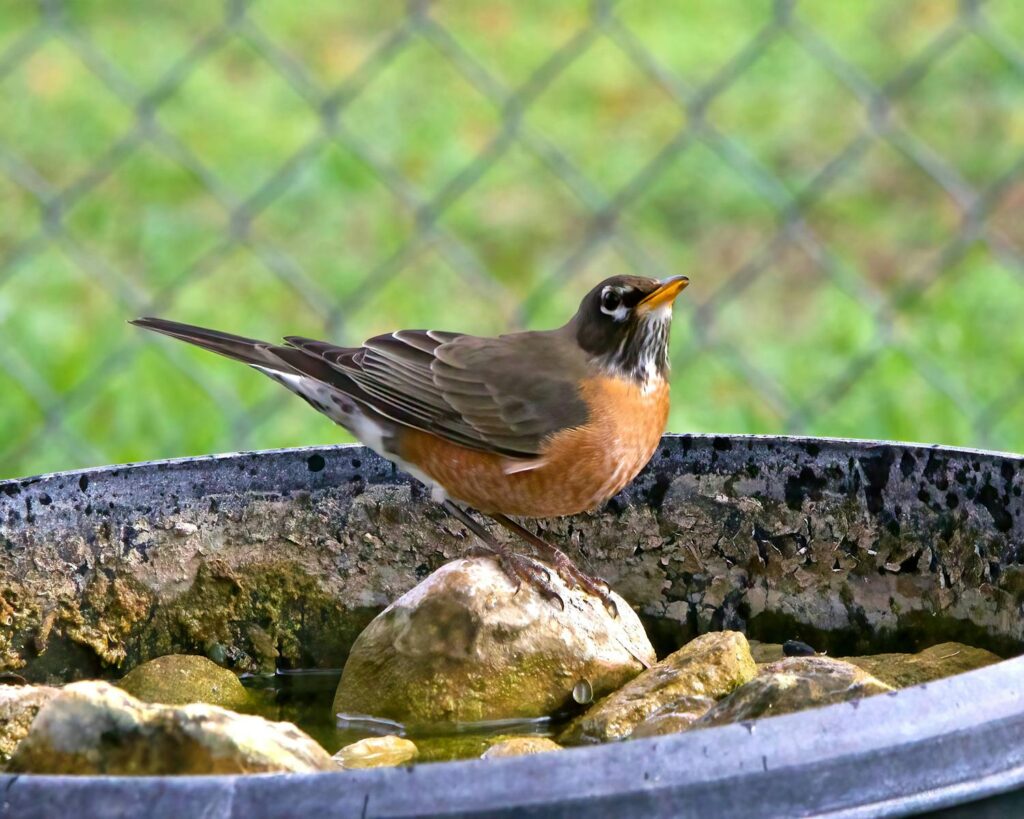 An American Robin standing on a rock in a garden setting. Captured in vivid detail.