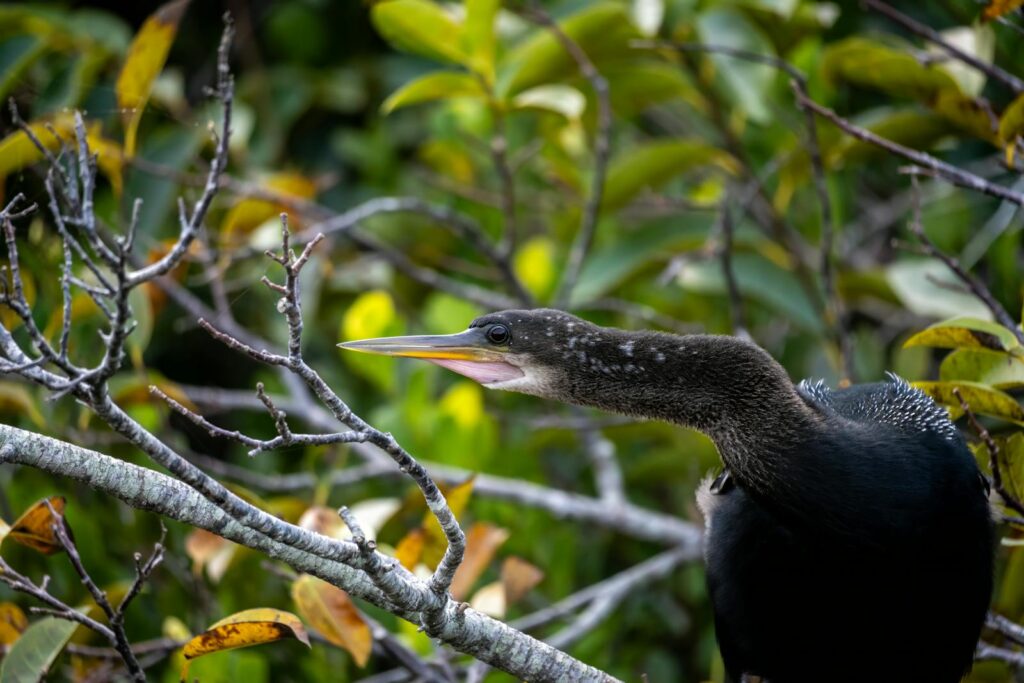 An anhinga rests gracefully on a branch surrounded by green foliage in the wild.