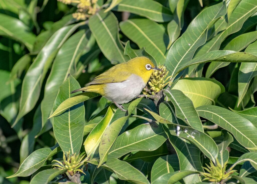A warbling white-eye bird perched on lush green leaves in a natural setting.