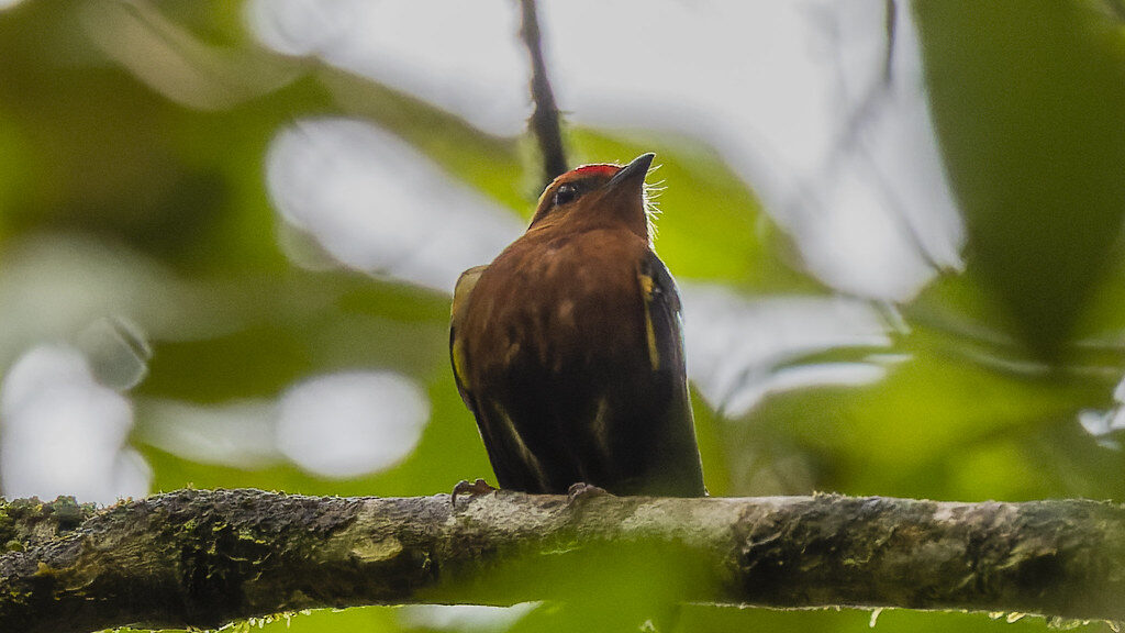 Club-winged Manakin perched in the center of a branch