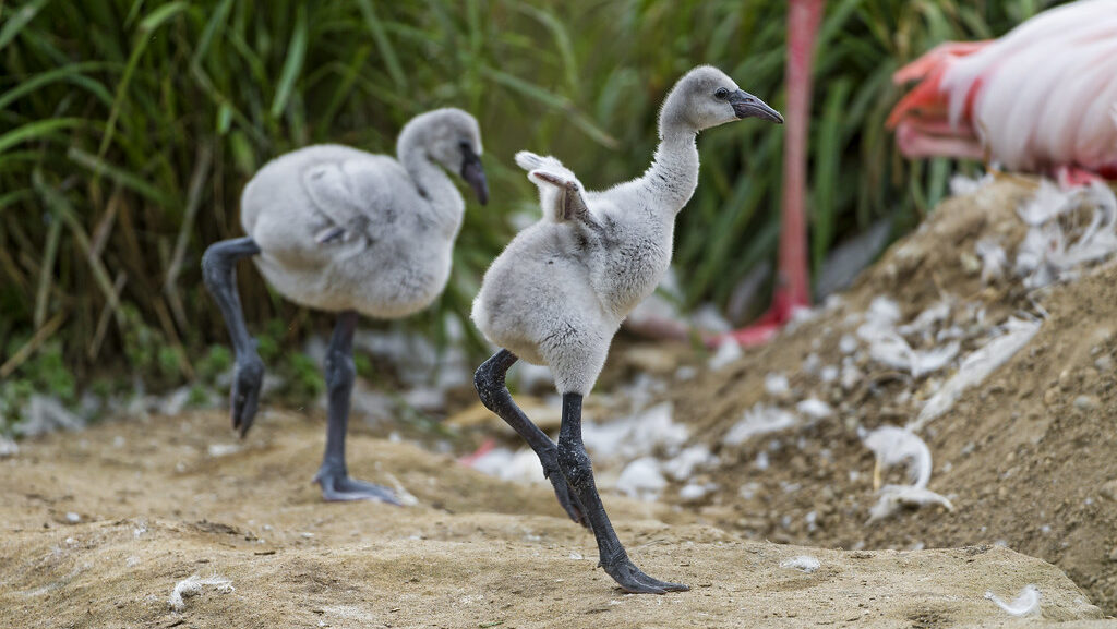 Juvenile flamingos running with wings raised