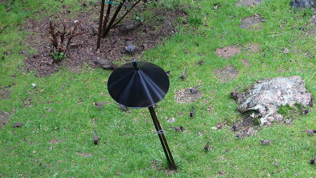 Black metal baffle attached on a vertical pole for bird feeder protection