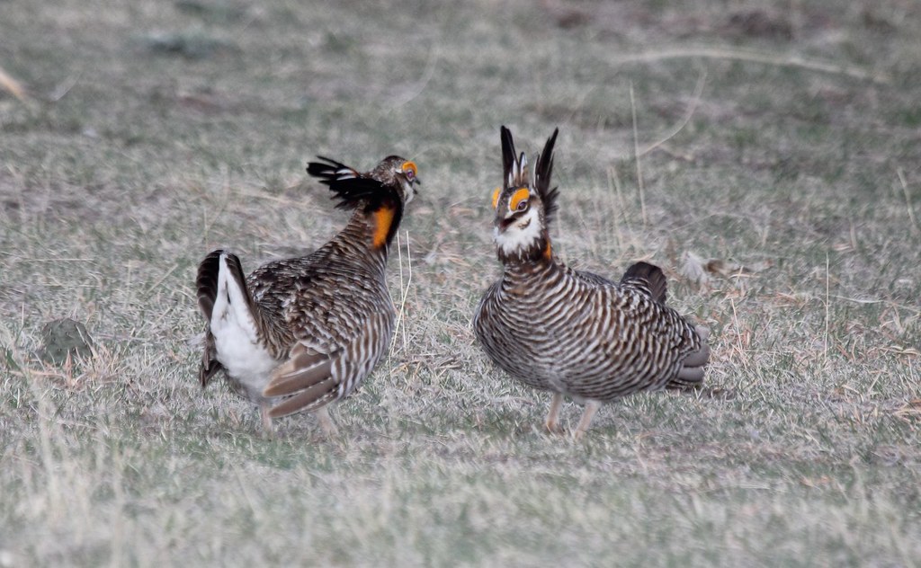 A Greater Prairie Chicken with patterned feathers stands in a field.