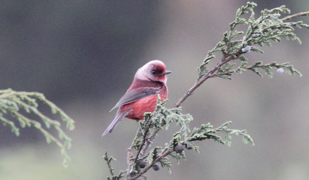 A Pink-headed Warbler perches on a branch, its vibrant plumage displayed.
