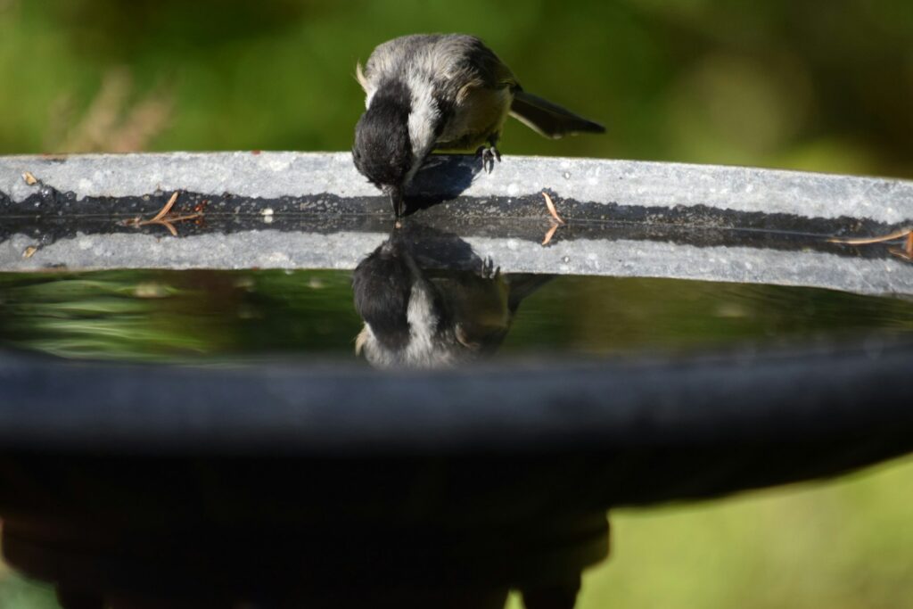 A Black-capped Chickadee drinks water, its reflection visible in the bowl.