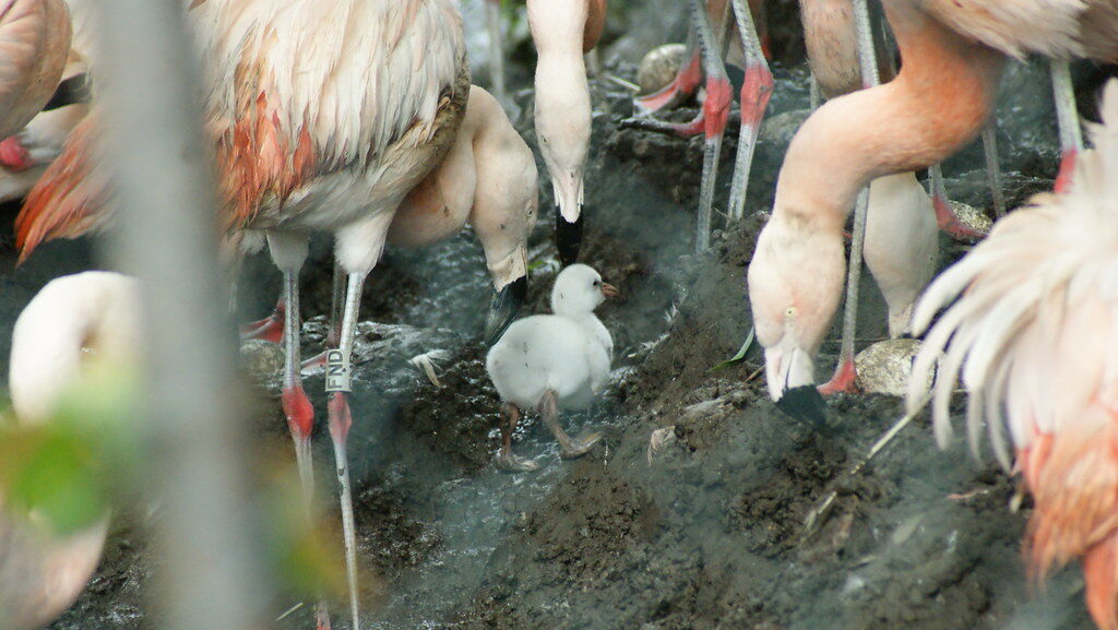 Flamingo chick standing among a group of tall adult flamingos