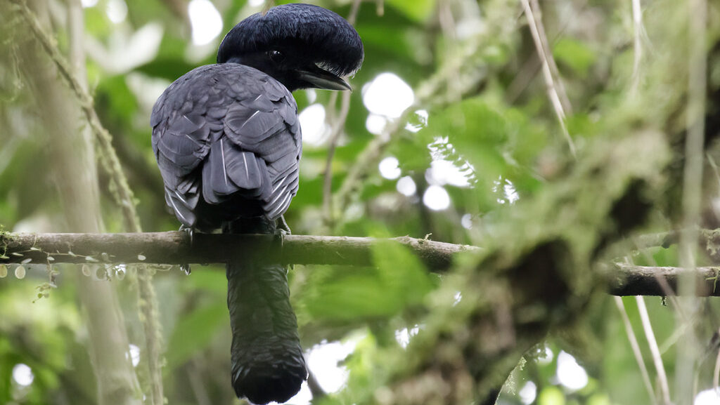 Back view of an umbrellabird perched on a branch.