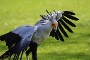 A Secretary Bird with ruffled plumage and outstretched wings stands on green grass.