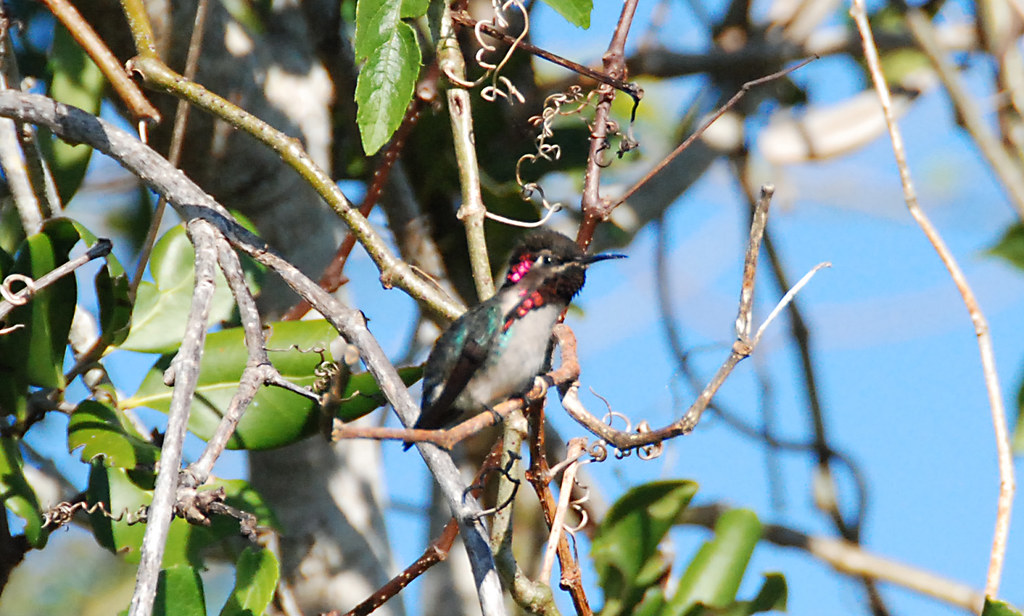 A Bee Hummingbird with a colorful head and body perches on a branch.