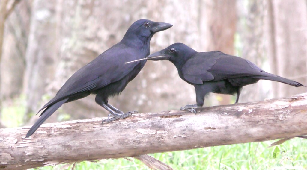 Two New Caledonian crows perch on a branch.