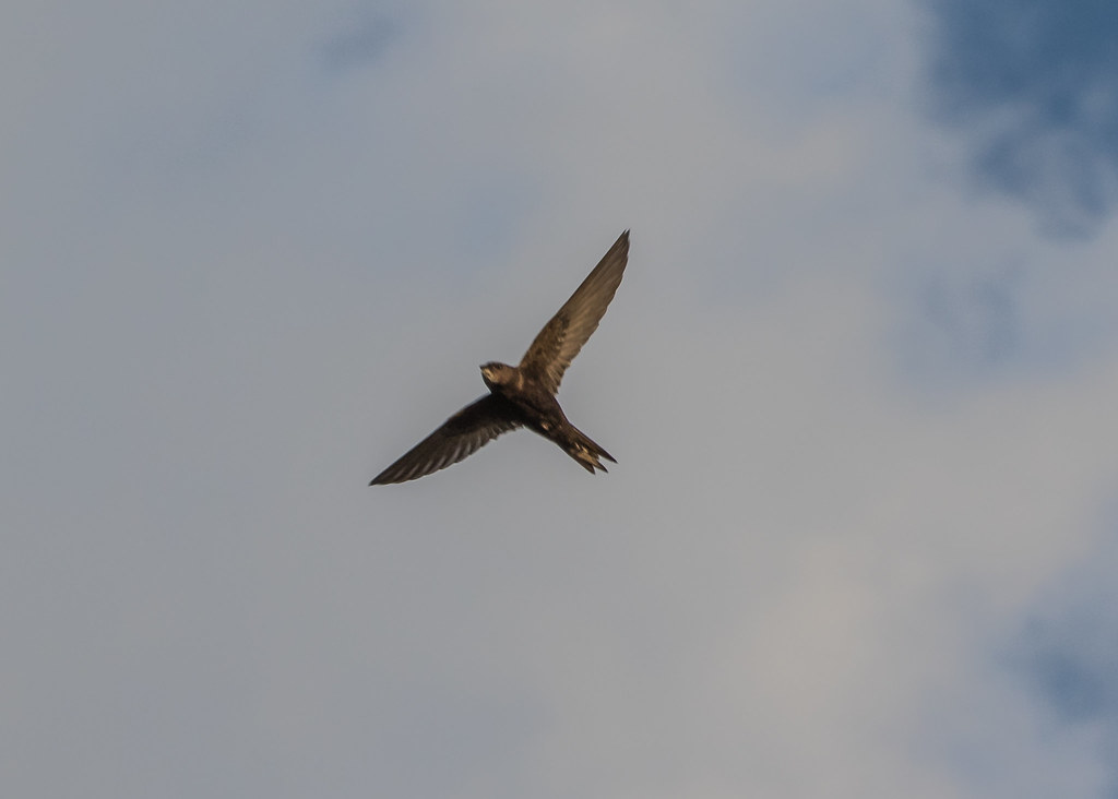 A Common swift with dark plumage soars against a cloudy sky.