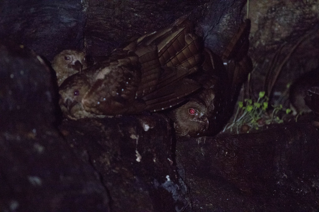 An Oilbird and a chick are seen in a dark nest.