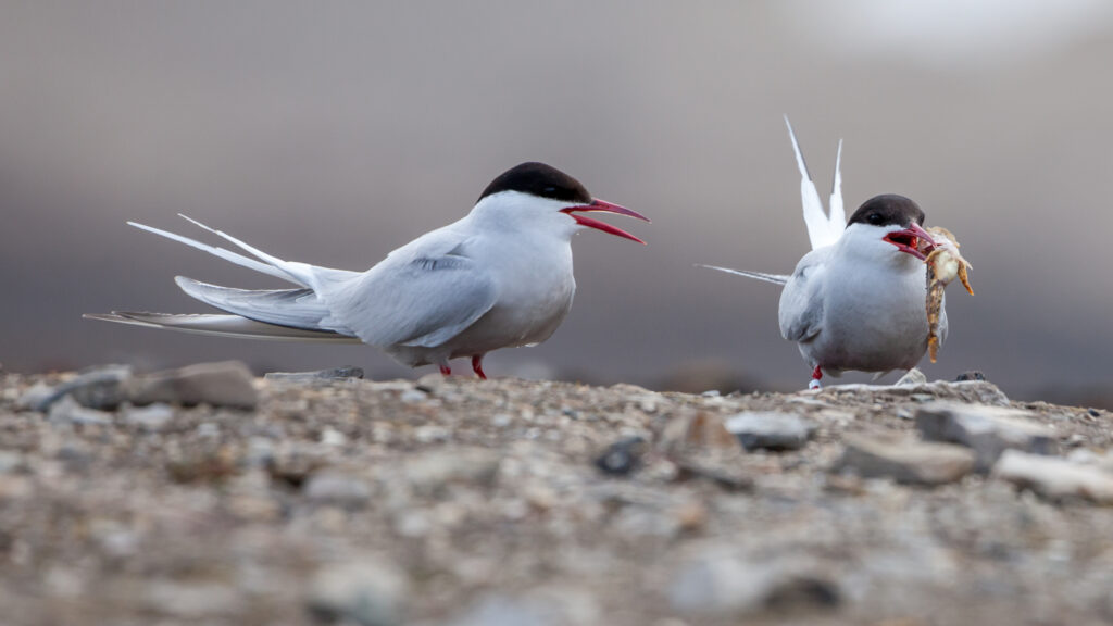 Two Arctic terns stand on rocky ground, one with a fish in its beak.