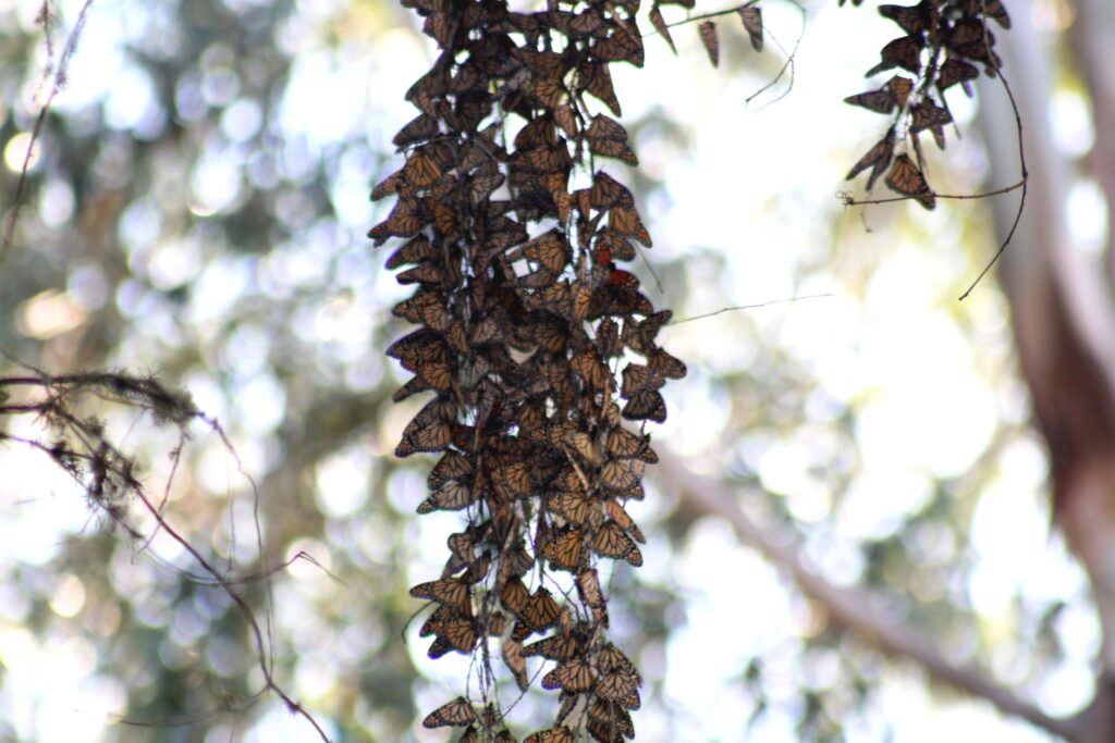 A long cluster of monarch butterflies hangs from a branch, with a blurred background.