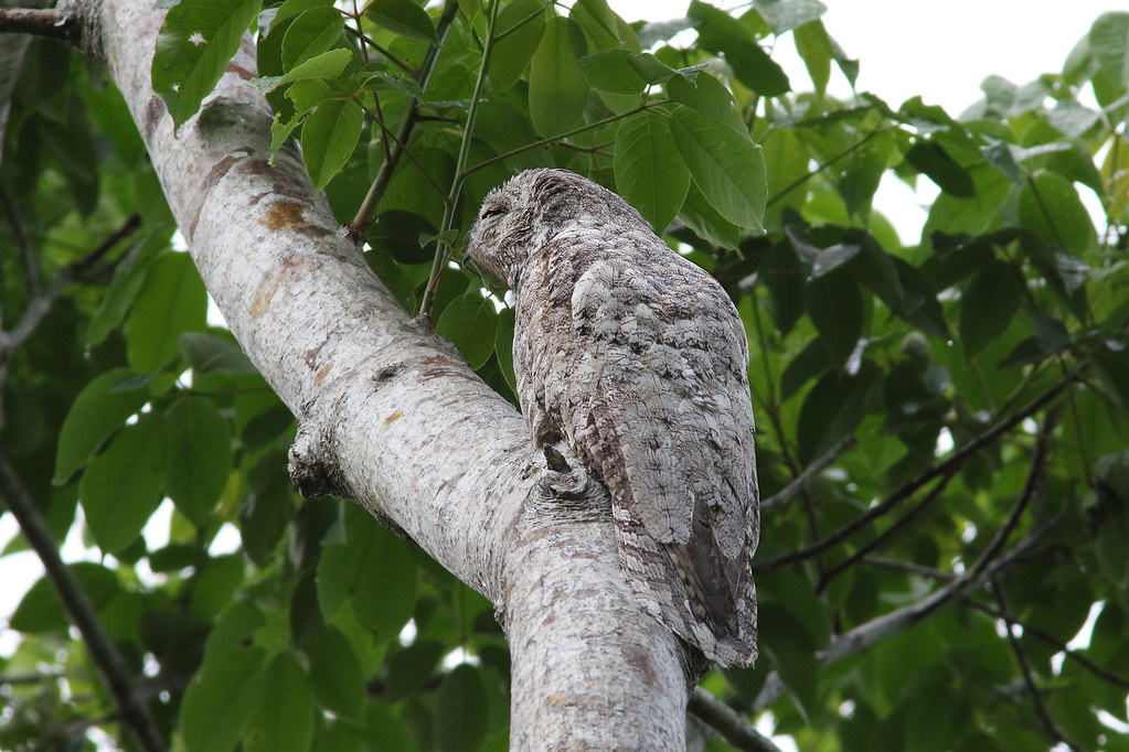A Great Potoo bird camouflaged against a tree branch with green leaves.