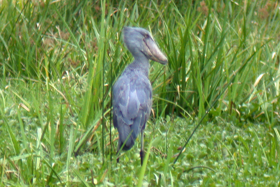 A shoebill stands tall among green reeds, looking to the right.