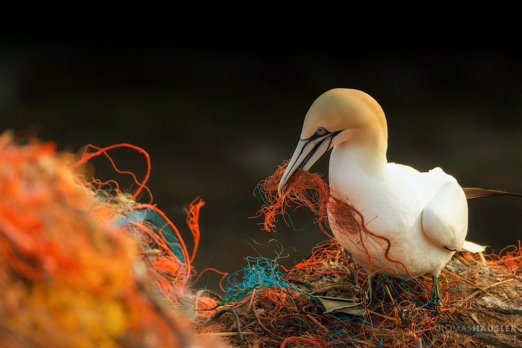 A Northern Gannet holds orange netting in its beak.