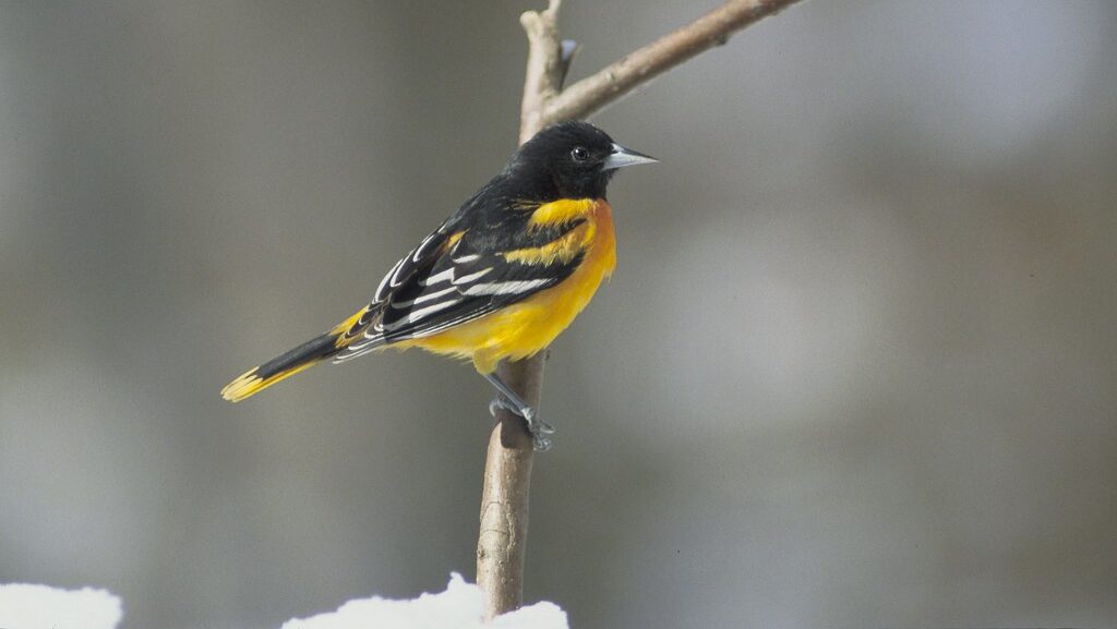 Male Baltimore Oriole perched on a branch during a snowy day"