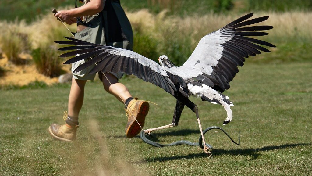 Secretary Bird running in pursuit, preparing to stomp its prey