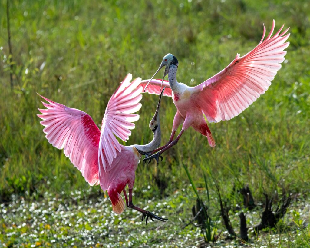 Two Roseate Spoonbills with vibrant pink wings interact over a grassy background.
