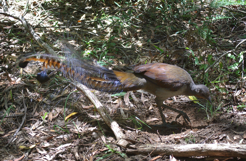 An Albert's lyrebird forages on the ground amidst a tangle of branches and foliage.