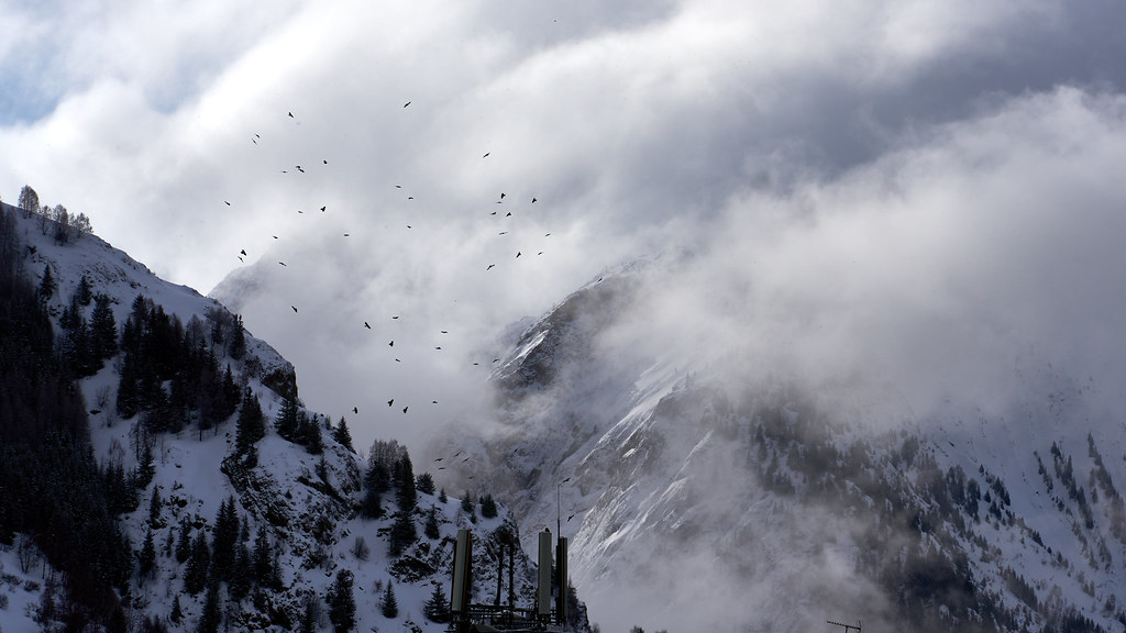 Birds are flying in a group in the mountains.