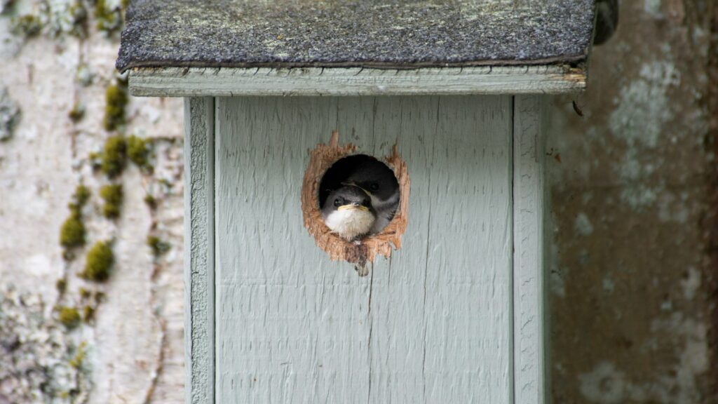 A bird pair visible through round opening of a nest box