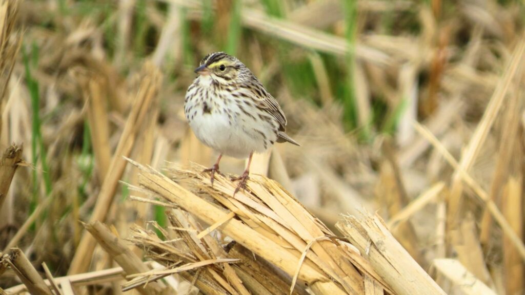 Savannah Sparrow standing on dry wood stalks