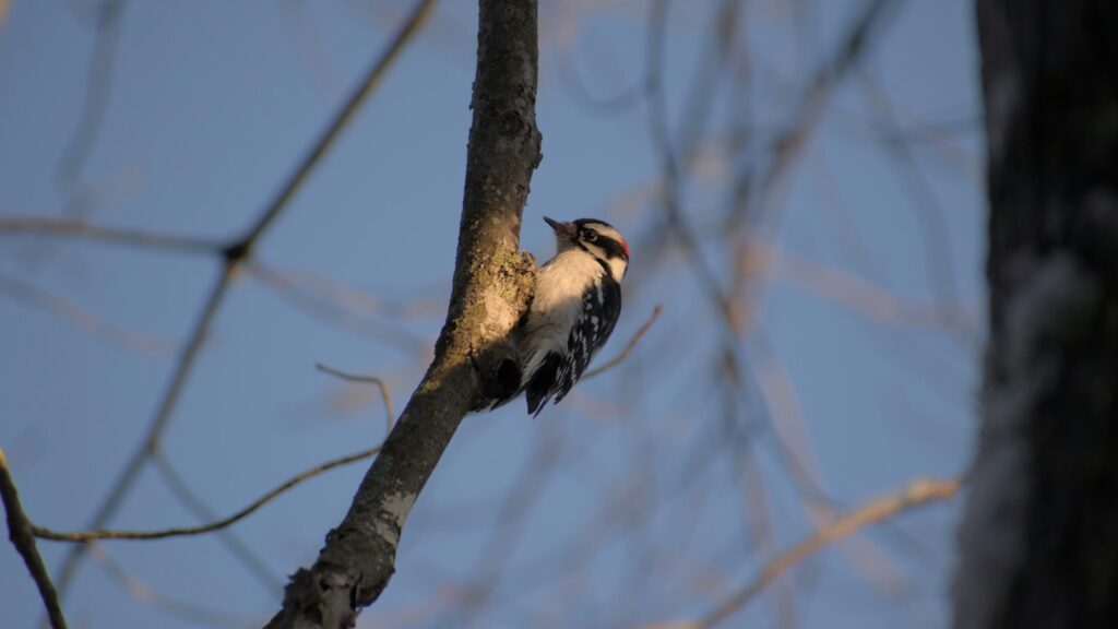 Downy Woodpecker perched on a slender tree branch