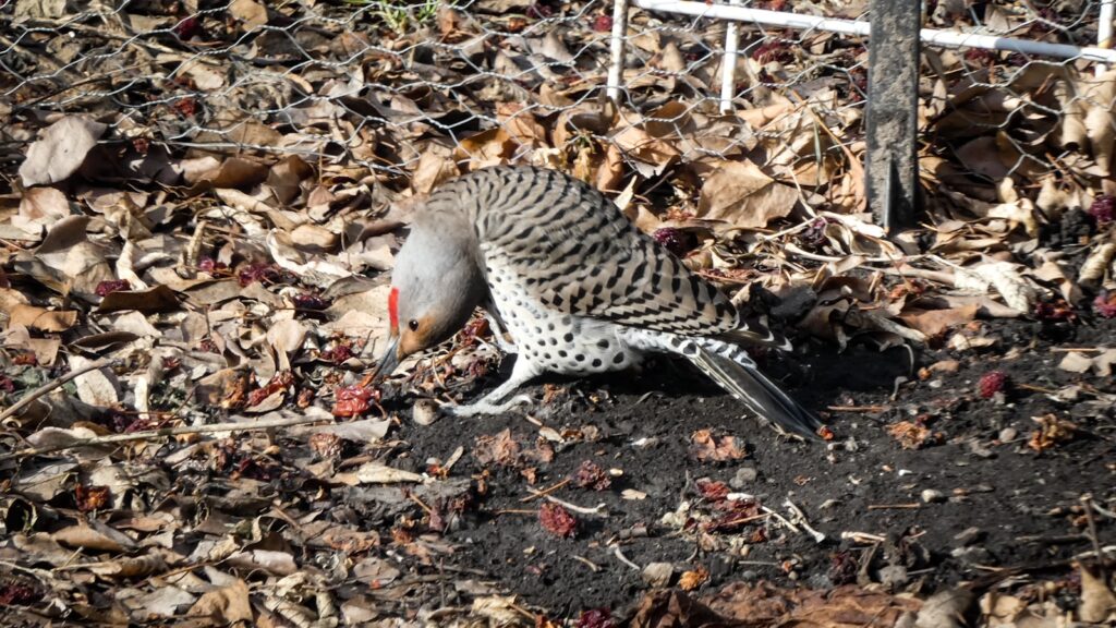 Northern Flicker tilting head to eat food from ground