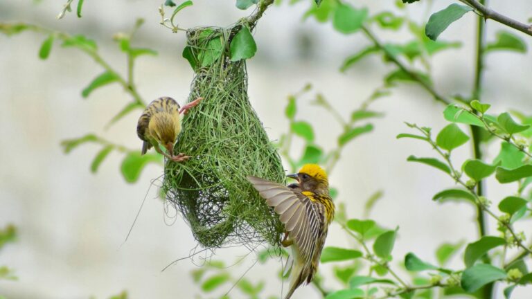 Two Baya Weaver birds working together to build a hanging nest