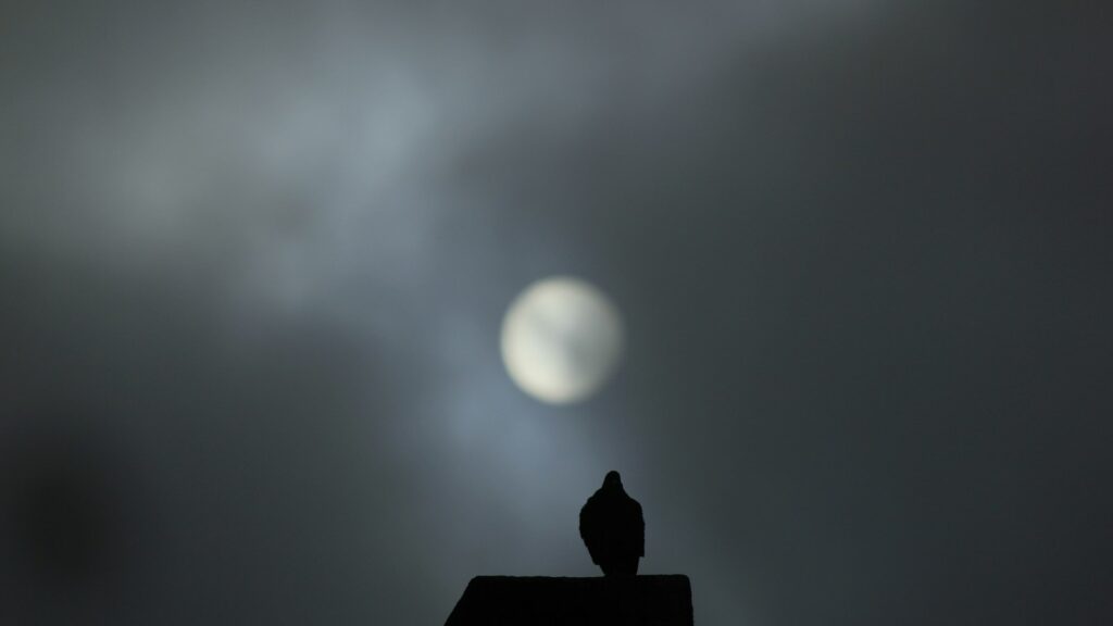 Silhouette of a bird on a rooftop at night with a full moon in the background