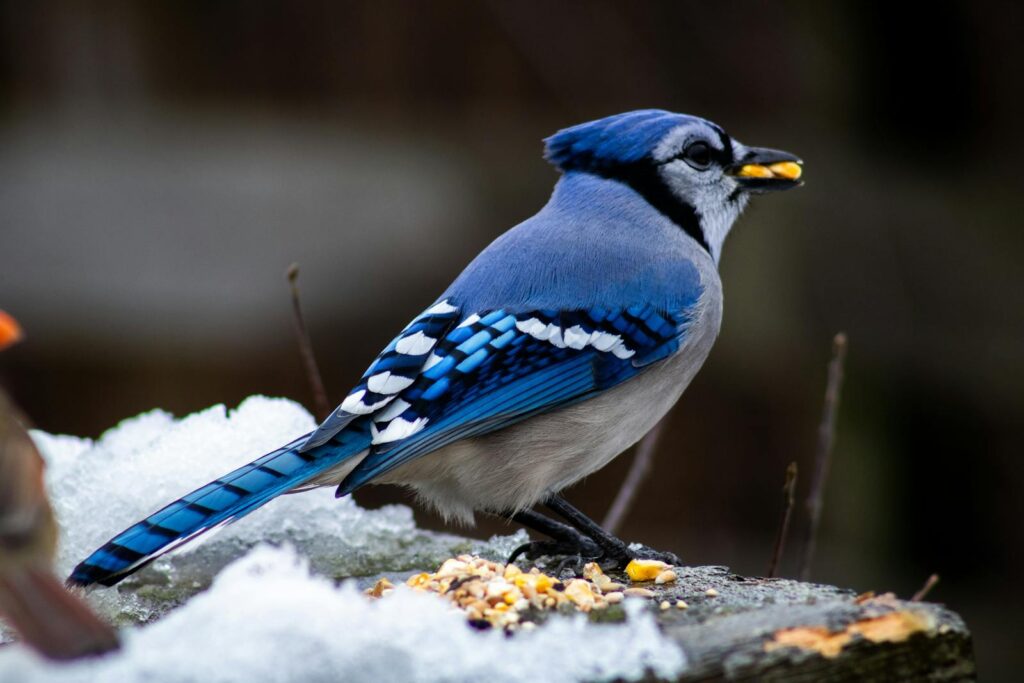 A vibrant Blue Jay perches on a snowy surface with food in its beak.