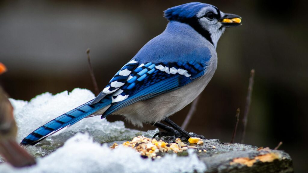 A vibrant Blue Jay perches on a snowy surface with food in its beak.