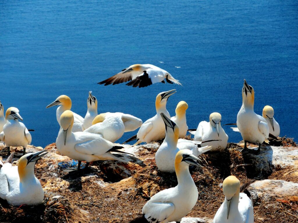 A flock of northern gannets perched on Helgoland cliffs with a striking sea view.
