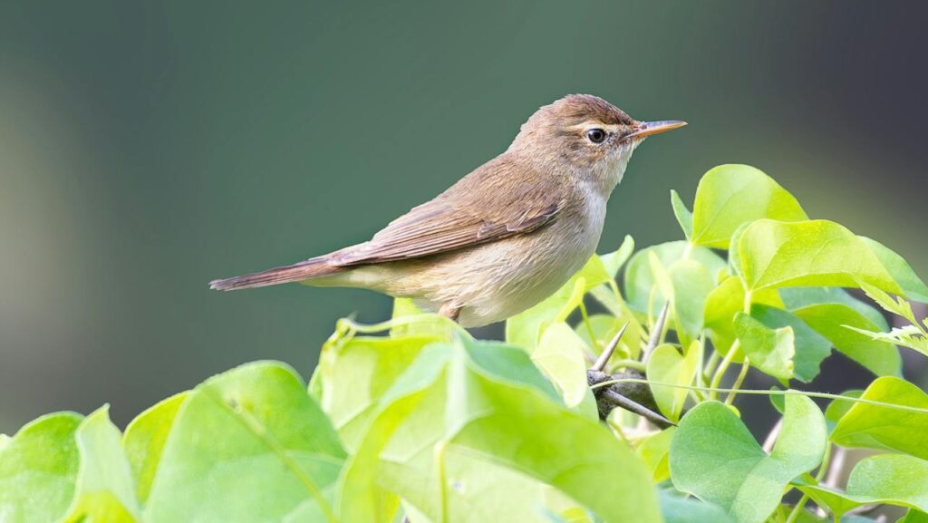 Small warbler perched on bright green leaves