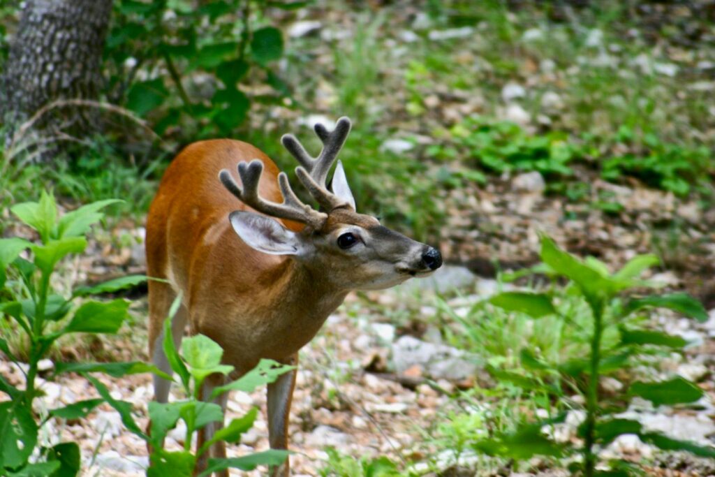 A deer with antlers stands in a lush, green environment.