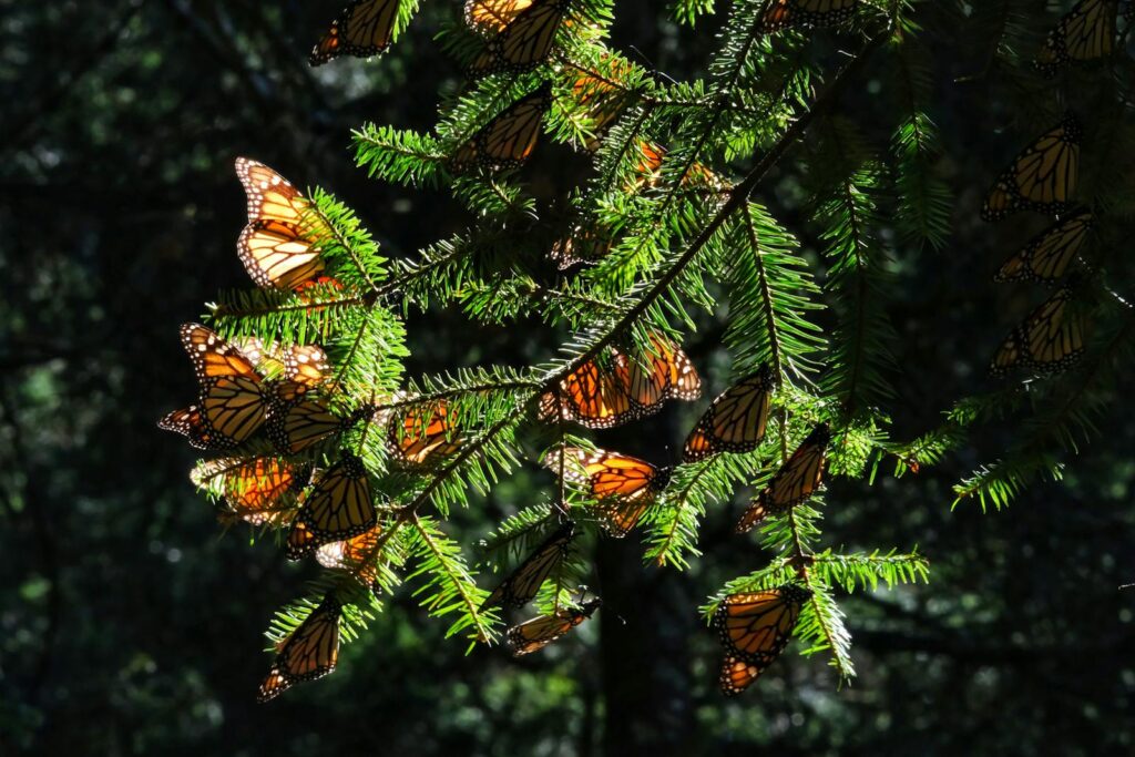 Monarch butterflies clustered on a pine branch.