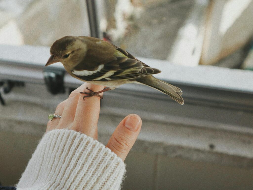 Detailed view of a small bird resting on a person's hand indoors, capturing a moment of human-animal connection.