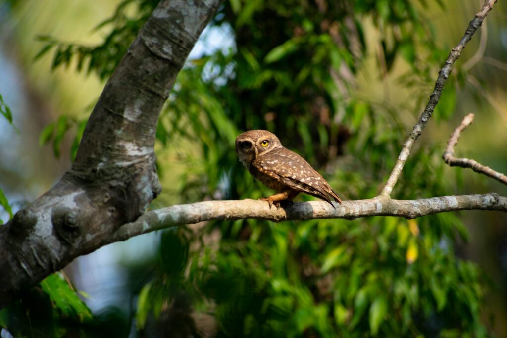 A spotted owl resting on a tree branch amidst lush green foliage in natural habitat.