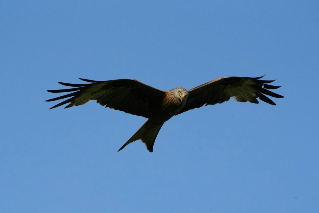 A black kite (Milvus migrans) gracefully soaring against a bright blue sky in Sarnen, Switzerland.
