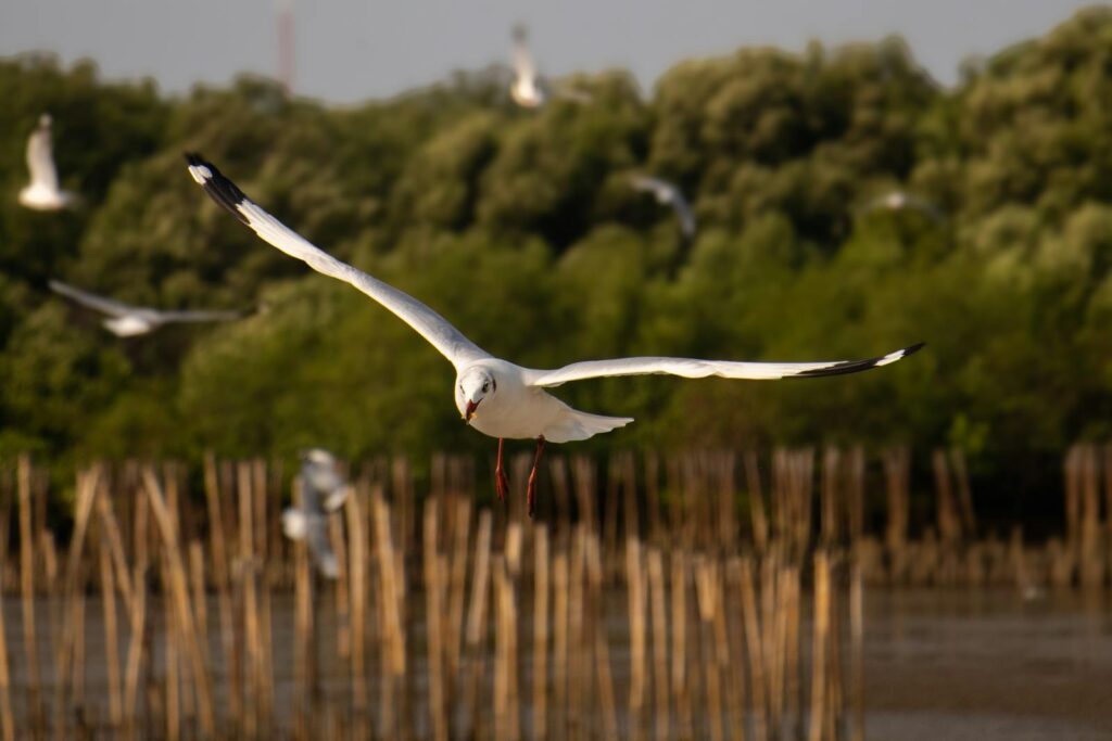 A gull flies with its wings fully spread.