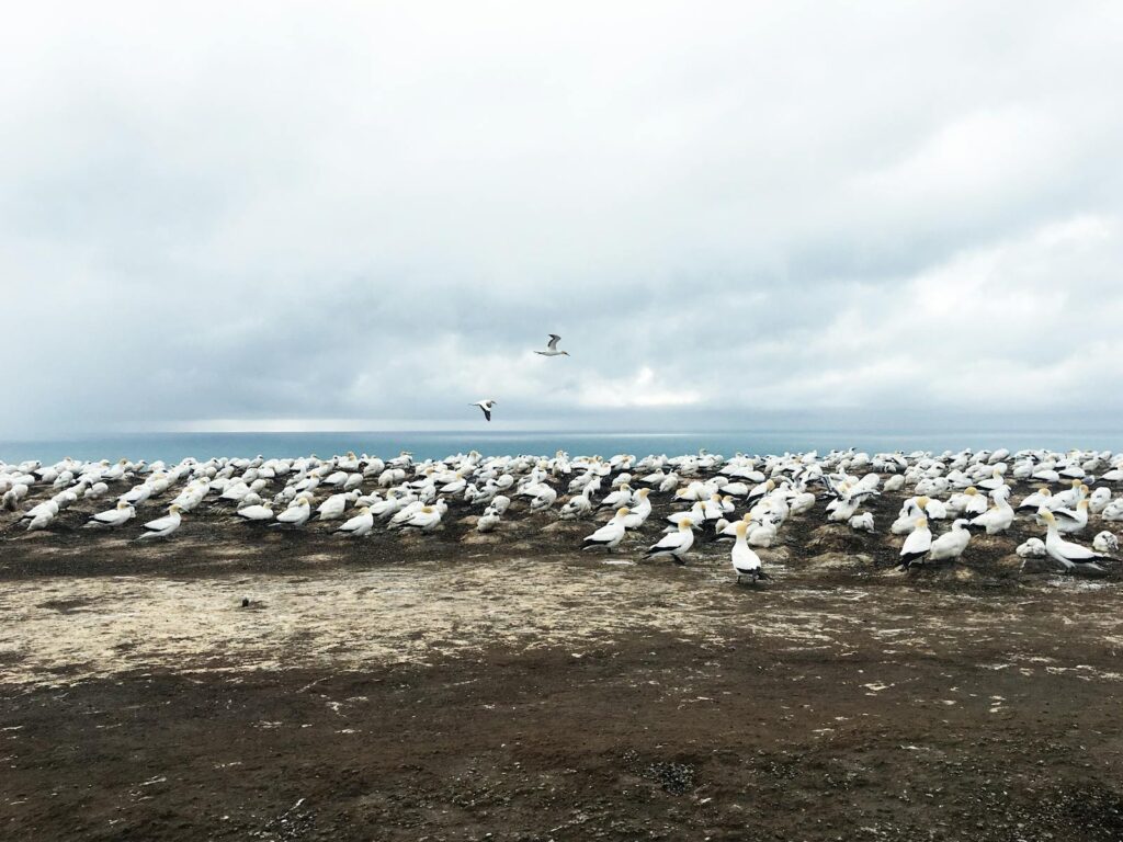 A vast colony of seabirds on a coastal cliff under an overcast sky in Hawke's Bay, New Zealand.