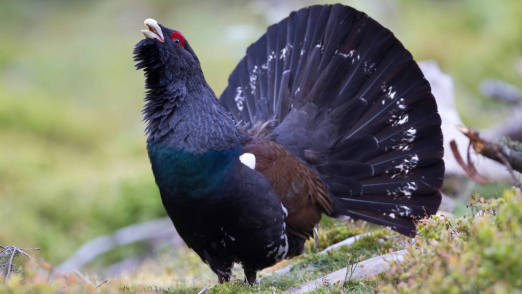 Capercaillie on the forest floor cawing with head lifted