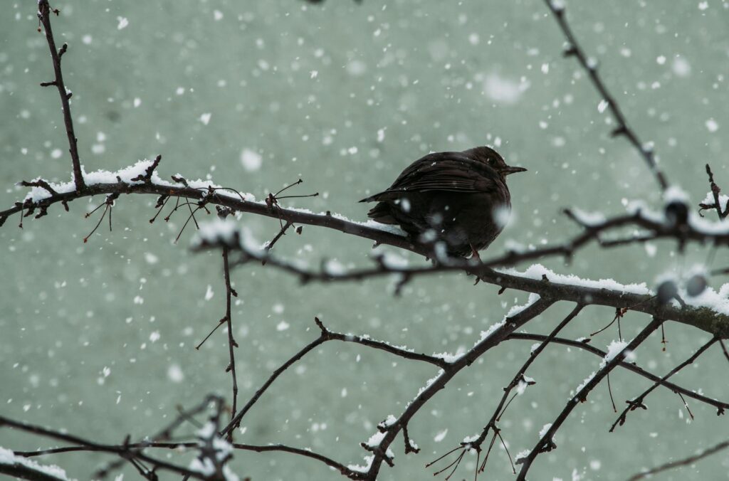 A blackbird perched on a snow-covered branch amidst falling snowflakes in winter.