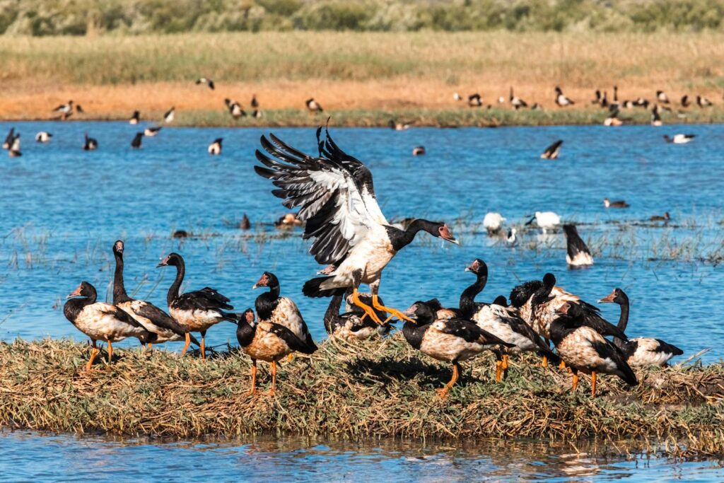 A flock of magpie geese congregating on a pond shore with natural reflections.