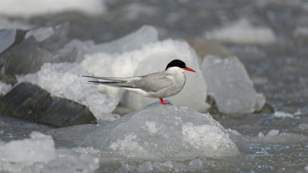 Arctic Tern standing on icy terrain
